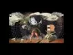 Der Youtube-lehrling / Struwwelreiner (eine Drachenlord Geschichte) Halloween Sonderausgabe